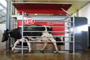 Vache sortant du robot de traite