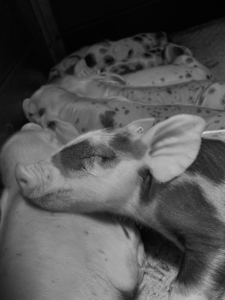 Porcelets dormant les uns contre les autres